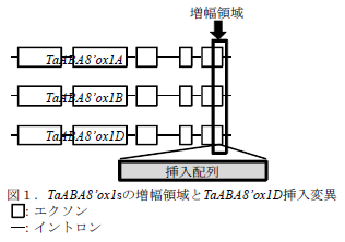 TaABA8’ox1sの増幅領域とTaABA8’ox1D挿入変異