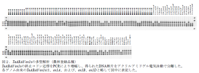 TaABA8’ox1sの多型解析(農林登録品種)