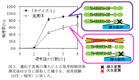 遺伝子変異の導入による発芽抑制効果