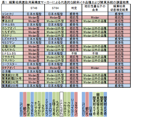 縞葉枯病選抜用高精度マーカーによる代表的な飼料イネ品種および関東系統の調査結果