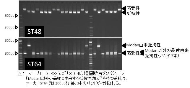 マーカーST48およびST64の増幅断片のパターン