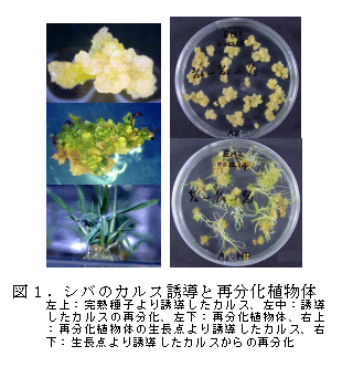 図1 .シバのカルス誘導と再分化植物体