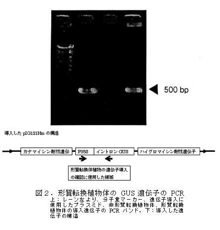 図2.形質転換植物体のGUS 遺伝子のPCR