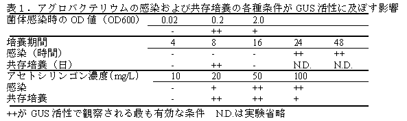 表1.アグロバクテリウムの感染および共存培養の各種条件がGUS 活性に及ぼす影響