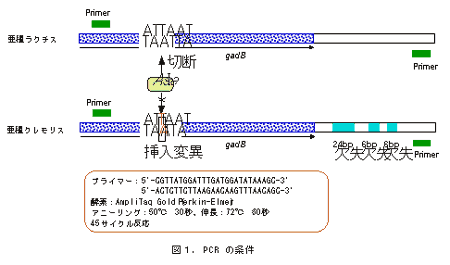 図1.PCR の条件