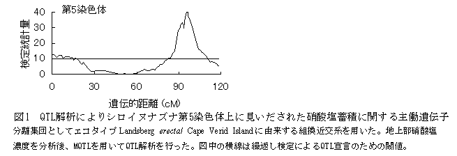 図1 QT L解析によりシロイヌナズナ 第5染色体上に見いだされた硝酸塩蓄 積に関する主働遺伝子