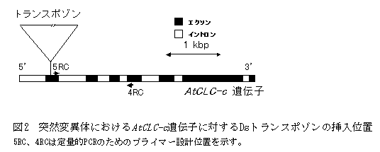 図2 突然変異体におけるAtCLC-c遺伝子に対するDsトランスポゾンの挿入位置