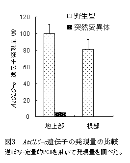 図3 AtCLC-c遺伝子の発現量の比較