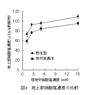 図4 地上部硝酸塩濃度の比較