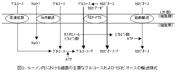 図2.ルーメン内における細菌の主要なグルコースおよびセロビオースの輸送様式