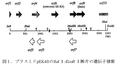 図1 プラスミドpES4SのSal I断片の遺伝子情報