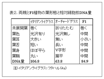 表2 両親とF1植物の葉形態と相対細胞核DNA量