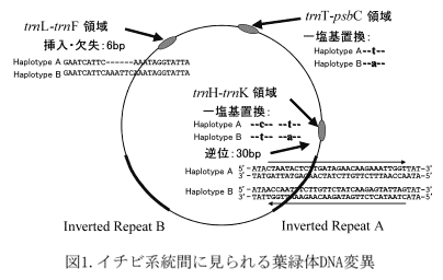 図1 イチビ系統間にみられる葉緑体DNA変異