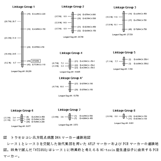 図 トウモロコシ北方斑点病菌DNAマーカー連鎖地図