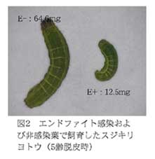 図2.エンドファイト感染および非感染葉で飼育したスジキリヨトウ(5齢脱皮時)