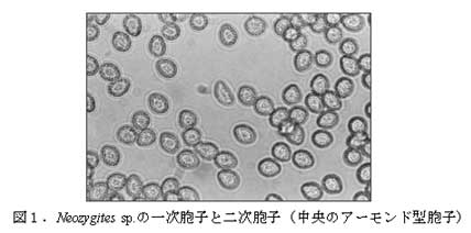 図1.Neozygites sp.の一次胞子と二次胞子(中央のアーモンド型胞子)