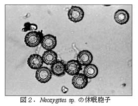 図2.Neozygites sp. の休眠胞子