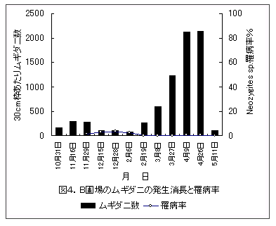 図4.B圃場のムギダニの発生消長と罹病率