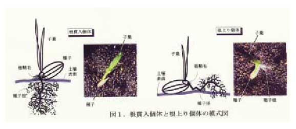 図1.根貫入個体と根上り個体の模式図