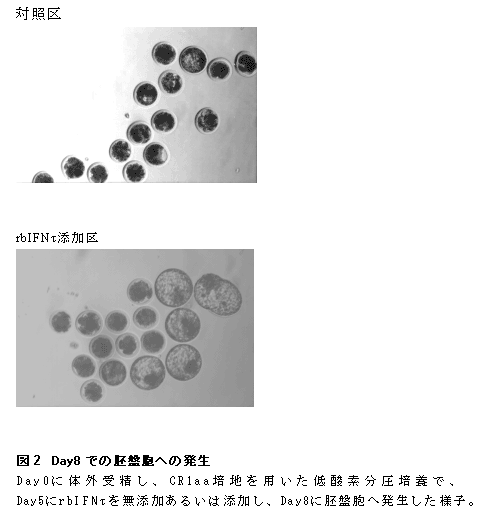 図2 Day8 での胚盤胞への発生