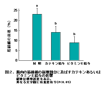図2.豚肉の筋線維の崩壊割合に及ぼすカテキンあるいはビタミンE給与の影響