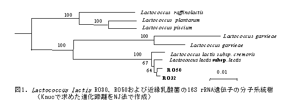 図1.Lactococcus lactis RO30、RO50および近縁乳酸菌の16S rRNA遺伝子の分子系統樹