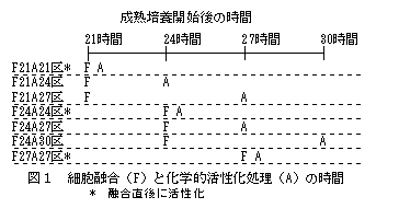 図1 細胞融合(F)と化学的活性化処理(A)の時間