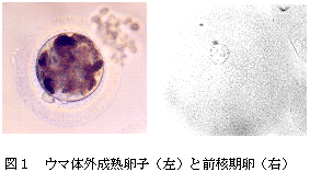 図1 ウマ体外成熟卵子(左)と前核期卵(右)