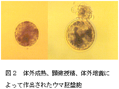 図2 体外成熟、顕微授精、体外培養に よって作出されたウマ胚盤胞