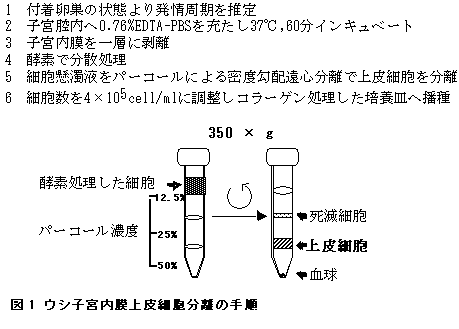 図1 ウシ子宮内膜上皮細胞分離の手順