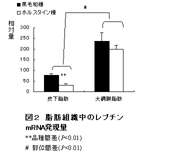 図2 脂肪組織中のレプチン mRNA発現量