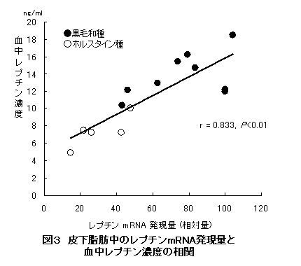 図3  皮下脂肪中のレプチンmR N A発現量と 血中レプチン濃度の相関