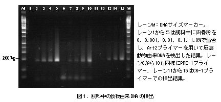 図1.飼料中の動物由来DNA の検出