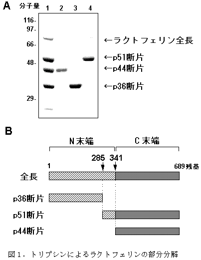 図1.トリプシンによるラクトフェリンの部分分解