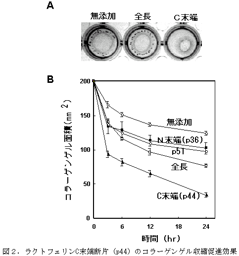 図2.ラクトフェリンC末端断片(p44)のコラーゲンゲル収縮促進効果