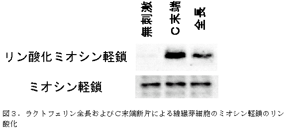 図3.ラクトフェリン全長およびC末端断片による線繊芽細胞のミオシン軽鎖のリン酸化