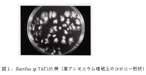 図1.Bacillus sp.TAT105 株