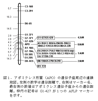 図1.アポミクシス形質(APO)の遺伝子座周辺の連鎖 地図。