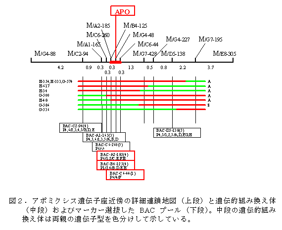 図2.アポミクシス遺伝子座近傍の詳細連鎖地図(上段)と遺伝的組み換え体 (中段)およびマーカー選抜したBAC プール(下段)。