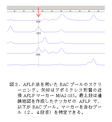 図3.AFLP 法を用いたBAC プールのスクリ ーニング。