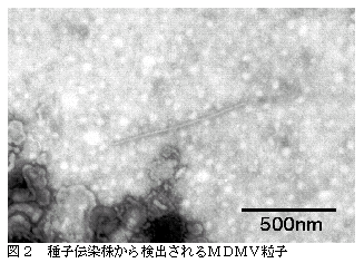 図2 種子伝染株から検出されるMDMV粒子