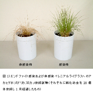 図1)エンドファイト感染および非感染ペレニアルライグラスへのア カヒゲホソミドリカスミカメ放飼試験