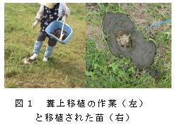 図1 糞上移植の作業(左)と移植された苗(右)