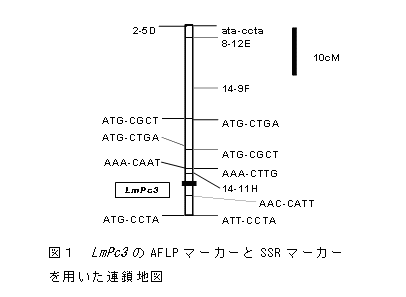 図1 LmPc3のAFLPマーカーとSSRマーカーを用いた連鎖地図