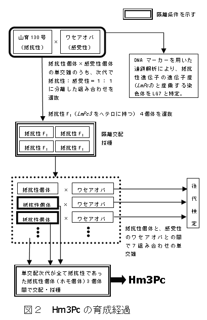 図2 Hm3Pcの育成経過