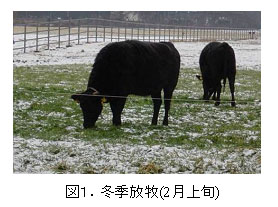 図1.冬季放牧(2月上旬)