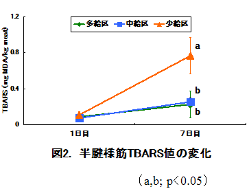 図2. 半腱様筋TBARS値の変化