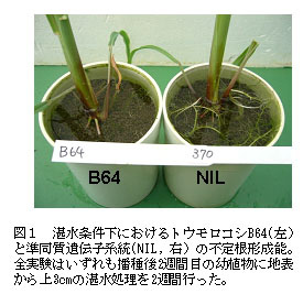 図1 湛水条件下におけるトウモロコシB64(左)と準同質遺伝子系統(NIL, 右)の不定根形成能。