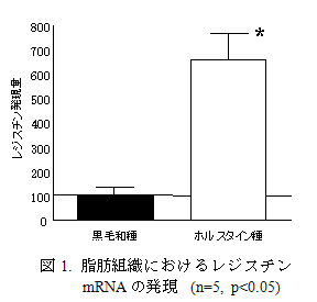 図1. 脂肪組織におけるレジスチンmRNAの発現