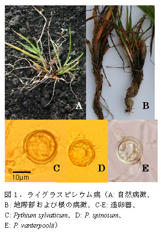 図1.ライグラスピシウム病